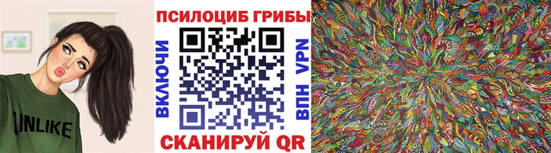 Купить где Избербаш Псилоцибиновые грибы GOLDEN TEACHER
